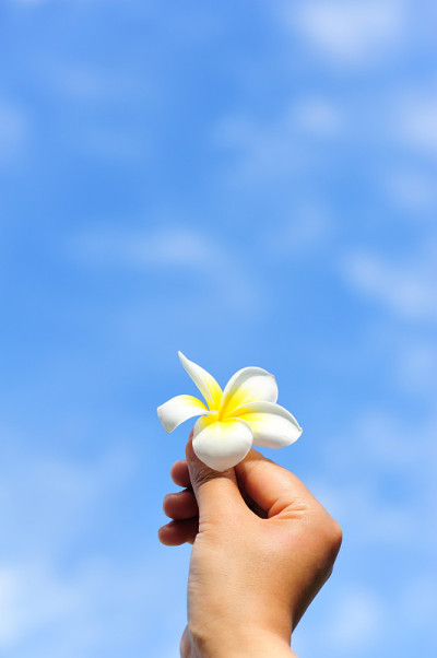 手与新鲜鸡蛋花