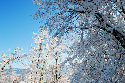 树上覆盖着雪