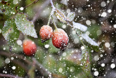 雪花落蔷薇果在雪天冬圣诞新年