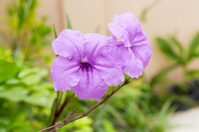 花园里近紫花、晚香玉花、龟裂