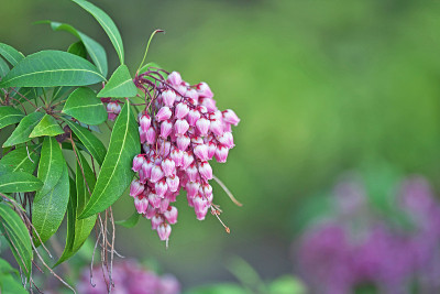 绣球花