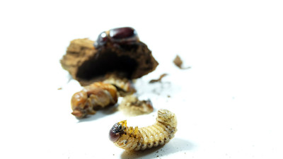 椰子犀牛甲虫的生命周期有三个阶段，第一阶段是幼虫(称为Grubs)，第二阶段是蛹，最后阶段是成虫。