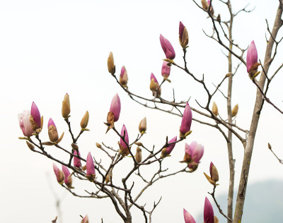 玉兰花