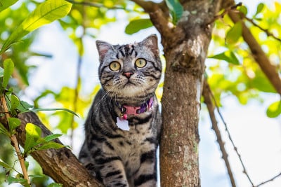 可爱的猫可爱的宠物美国短毛猫在花园里享受。