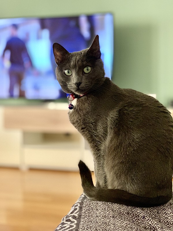 俄罗斯蓝猫的肖像