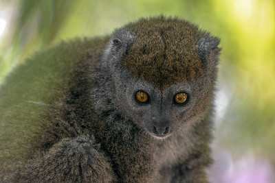 竹狐猴(Hapalemur griseus)，特写，野生自然马达加斯加