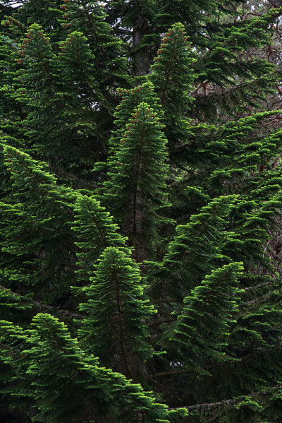 太平洋银冷杉(Abies amabilis)的枝上有绿色的针叶