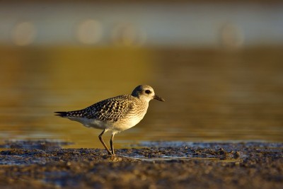 灰鸻(Pluvialis squatarola)在岸上(冬季羽毛)