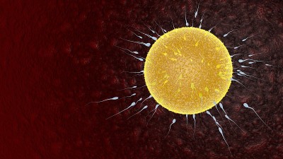 精子和卵细胞人类生理学-概念受精和植入3D渲染插图