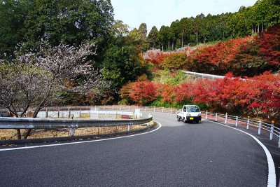 日本大原市，一辆小卡车开在盛开着樱花和红色枫叶的路上。