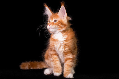 黑色背景上的缅因猫。