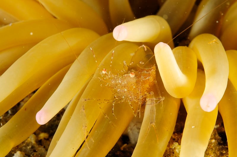 水下海洋生物