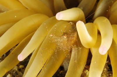 水下海洋生物