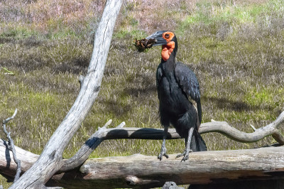 南地犀鸟(Bucorvus leadbeateri;它站在树枝上，嘴里叼着食物。非洲大鸟，黑色，脸和