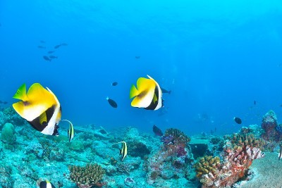 蒙面bannerfish