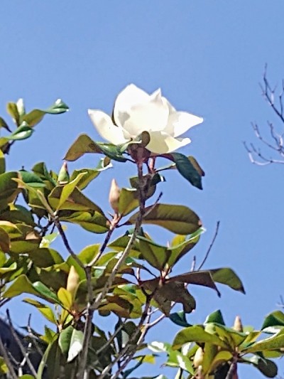 木兰