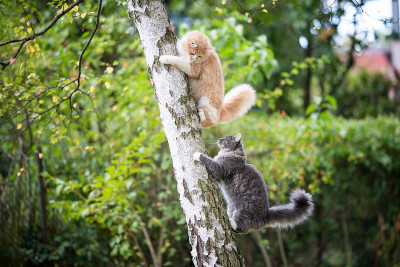 猫爬