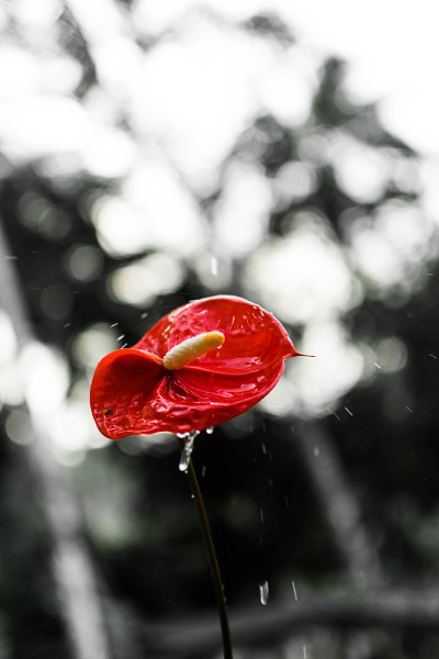雨中一朵孤立的红花，以散景为背景