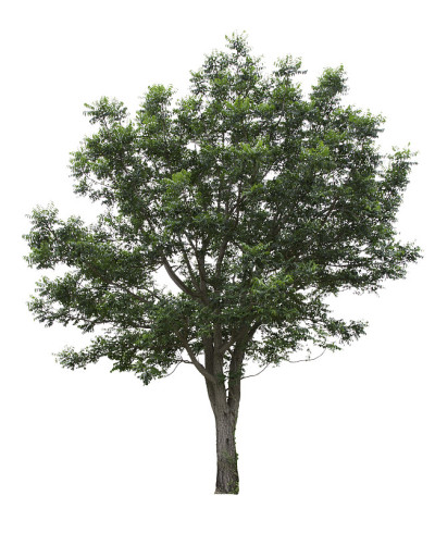 楝树植物