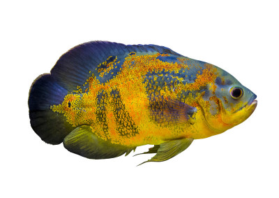 Astronotus ocellatus。在水下游泳的奥斯卡鱼。奥斯卡鱼孤立在白色背景
