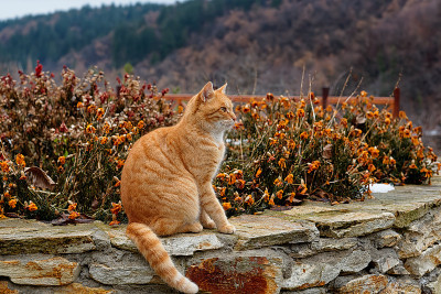 黄色的野猫坐在一堵石墙上