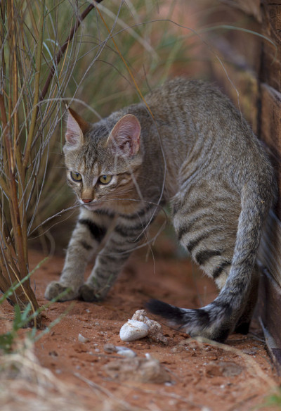 沙漠中的野猫。
