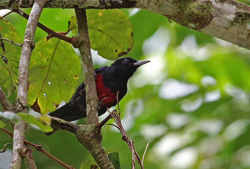 Black-and-crimson黄鹂