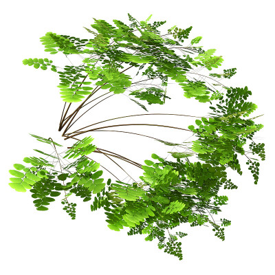 3D插图蕨类植物上白色