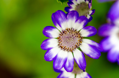灰花(Senecio Cruentus)