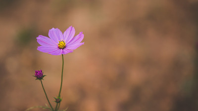 宇宙的花