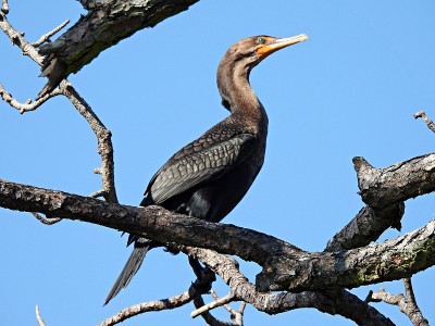 双冠鸬鹚(Phalacrocorax auritus)栖息在一棵树上，背景是清澈的蓝天