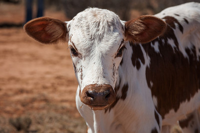 nguni calf