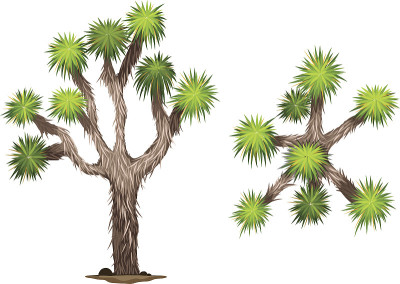 Yucca brevifolia