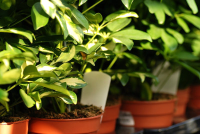 谢弗莱拉植物在花园中心