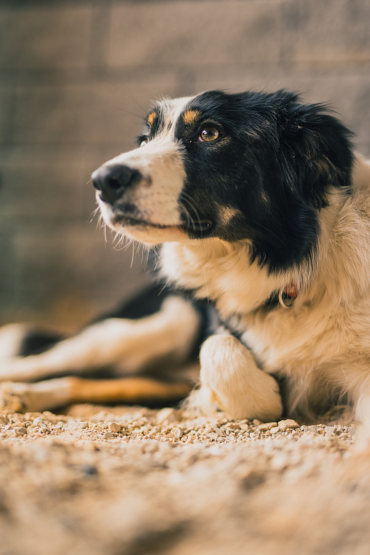 可爱的边境牧羊犬坐在阳台上，饶有兴趣地环顾四周。古玩黑白狗。