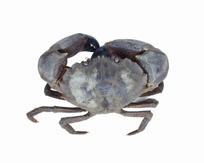 岩石毛蟹