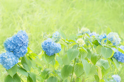 绣球花