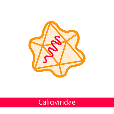 Caliciviridae。分类的病毒。