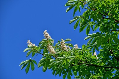 开花栗子