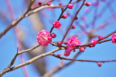 日本杏的花
