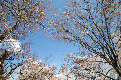 吉野山的樱花