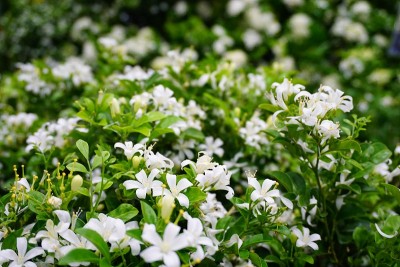 橙色茉莉花在花园里