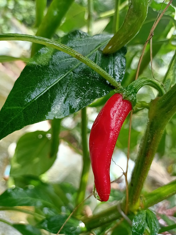 花园里有新鲜的红辣椒