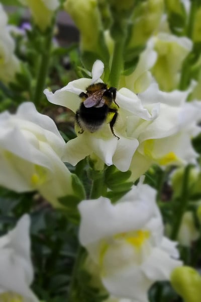 大黄蜂