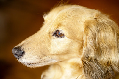 脸在侧面的棕色微型腊肠犬。