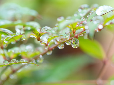 雨滴聚集在树叶上