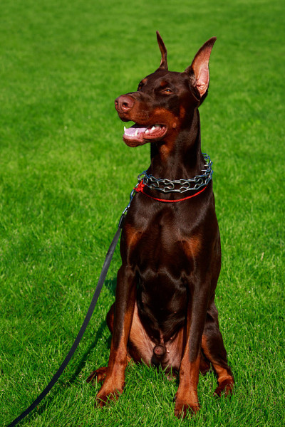 犬种杜宾犬