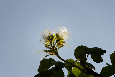 小花