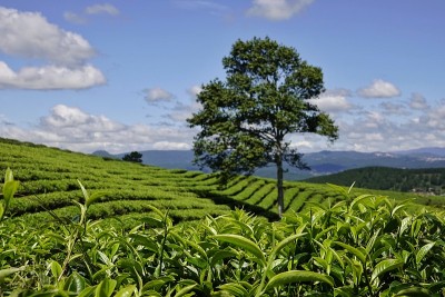 高原绿茶农场