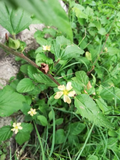 茉莉花，茉莉花，阿拉伯茉莉花，茉莉花